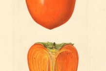 Japanese-Persimmon-illustration