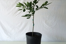 Japanese-Persimmon-plant