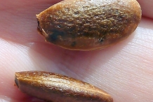 Japanese-Persimmon-seeds