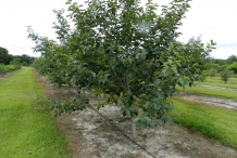 Japanese-Persimmon-tree
