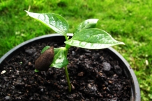 Japanese-persimmon-seedlings