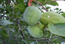 Unripe-Japanese-Persimmon-fruit