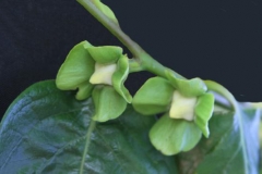 Japanese-Persimmon-flower-bud