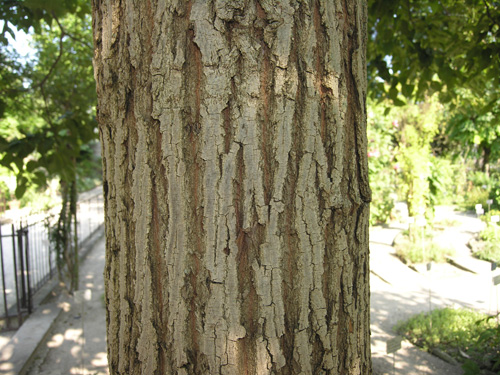 Bark-of-mature-Japanese-raisin-tree