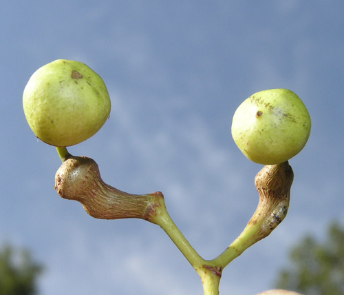 Closer-view-of-immature-fruits-of-Japanese-raisin-tree