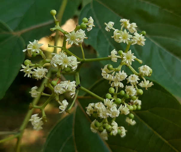 Flowers-of-Japanese-raisin-tree