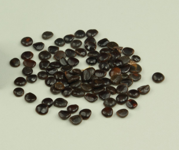 Seeds-of-Japanese-raisin-tree