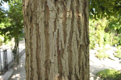 Bark-of-mature-Japanese-raisin-tree