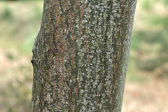 Bark-of-young-Japanese-raisin-tree