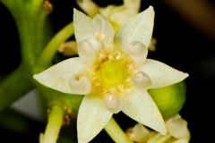 Closer-view-of-flower-of-Japanese-raisin-tree