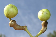 Closer-view-of-immature-fruits-of-Japanese-raisin-tree