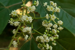 Flowers-of-Japanese-raisin-tree