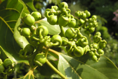 Immature-fruits-of-Japanese-raisin-tree