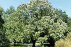 Japanese-raisin-tree-growing-wild