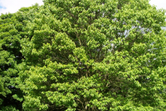 Japanese-raisin-tree