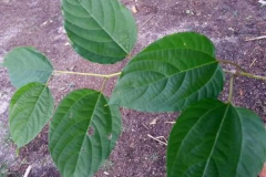Leaves-of-Japanese-raisin-tree