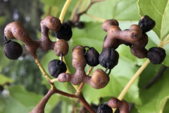 Mature-fruits-of-Japanese-raisin-tree