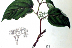 Plant-Illustration-of-Japanese-raisin-tree