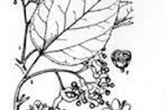 Sketch-of-Japanese-raisin-tree