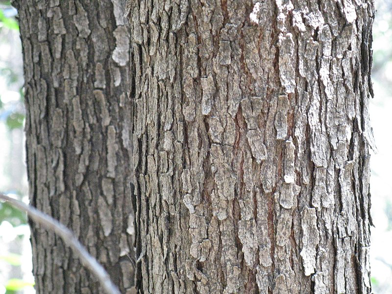 Bark-of-Japanese-wax-tree
