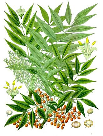 Plant-Illustration-of-Japanese-wax-tree