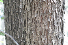 Bark-of-Japanese-wax-tree