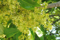 Flowers-of-Japanese-wax-tree