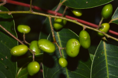 Immature-fruits-of-Japanese-wax-tree
