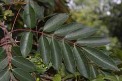 Leaves-of-Japanese-wax-tree