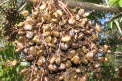Mature-Fruits-of-Japanese-wax-tree