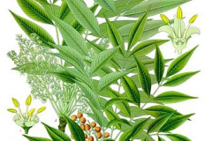 Plant-Illustration-of-Japanese-wax-tree