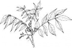 Sketch-of-Japanese-wax-tree