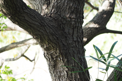 Trunk-of-Japanese-wax-tree
