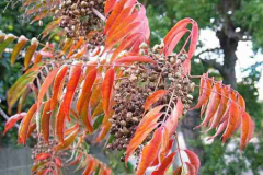 Young-leaves-of-Japanese-wax-tree