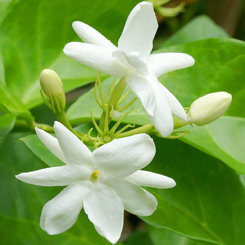 Flower-of-Jamine