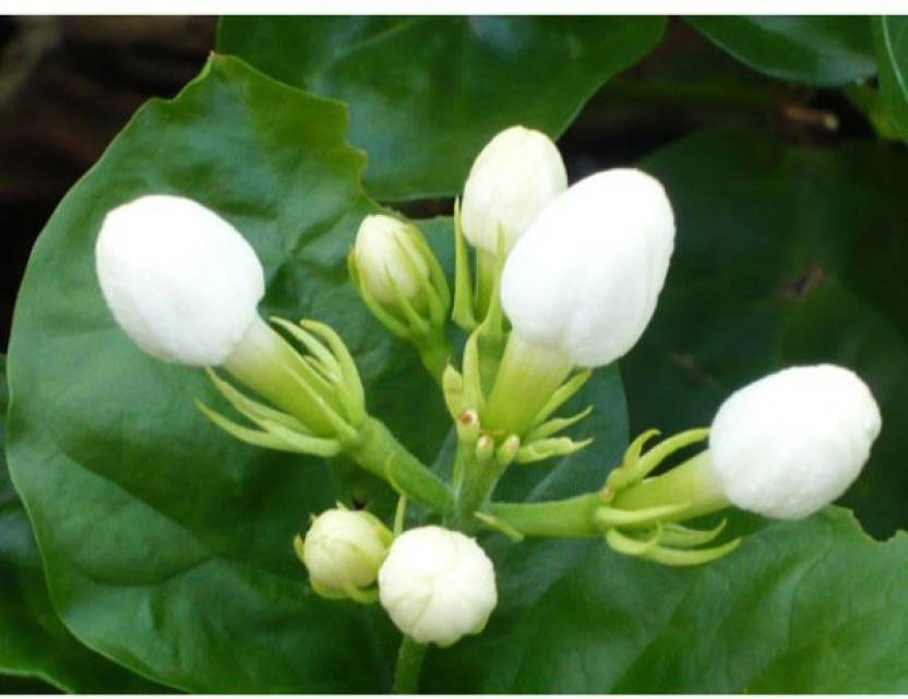 Flowering-buds-of-Jasmine