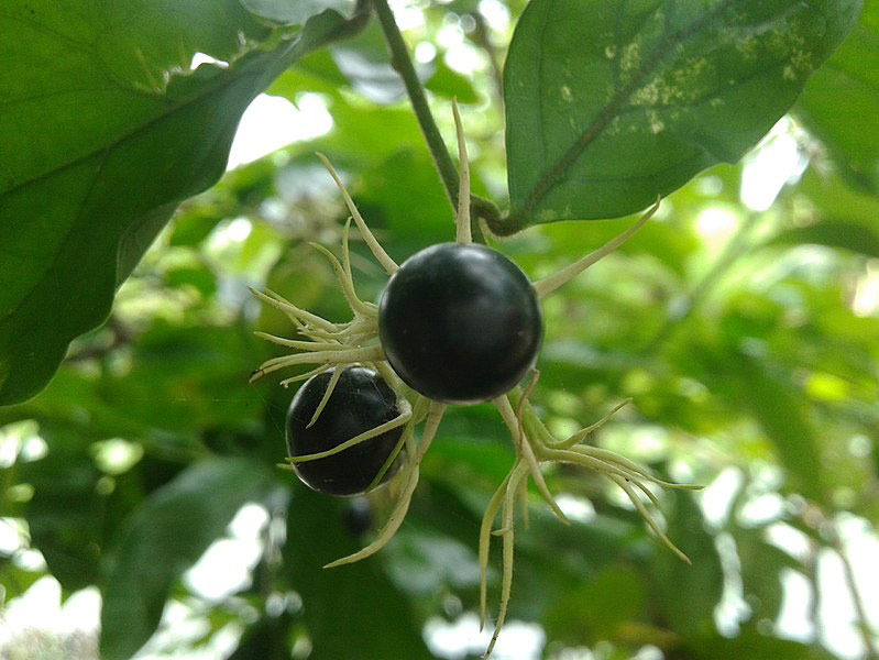 Fruit-of-Jasmine