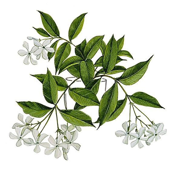 Plant-Illustration-of-Jasmine