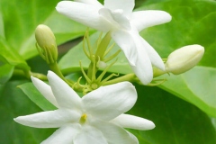 Flower-of-Jamine