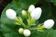 Flowering-buds-of-Jasmine