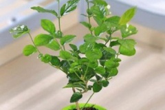Jasmine-plant-grown-on-the-pot