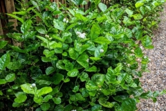 Jasmine-plant