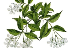 Plant-Illustration-of-Jasmine