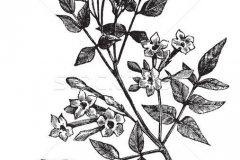 Sketch-of-Jasmine