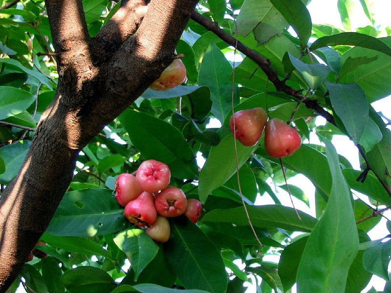 Java-apple-Fruits-on-the-tree