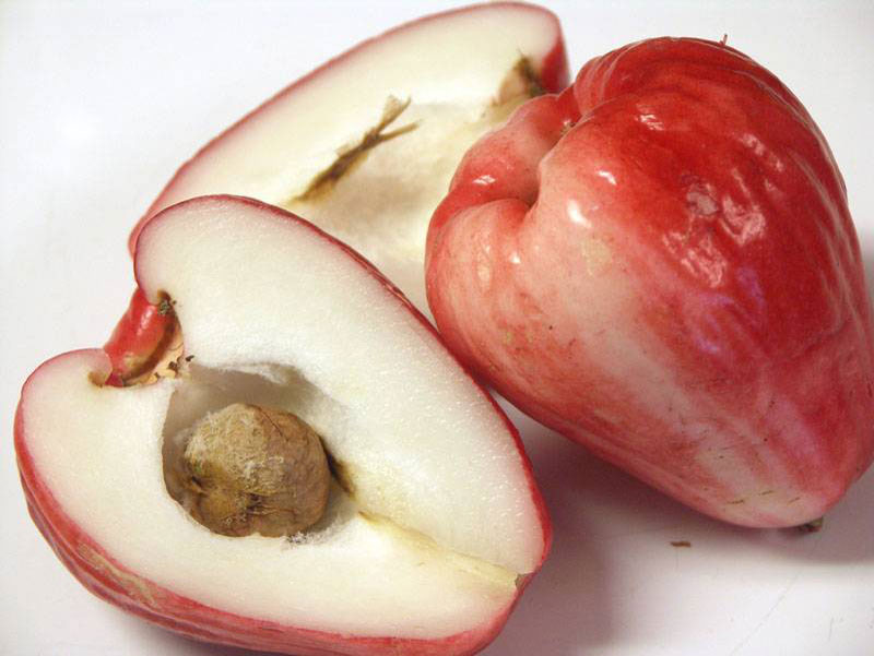 Seed-of-Java-apple