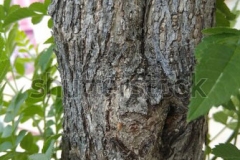 Bark-of-Java-apple-plant