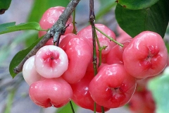 Bunch-of-Java-apple