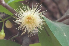Flower-of-Java-apple-plant
