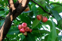 Java-apple-Fruits-on-the-tree
